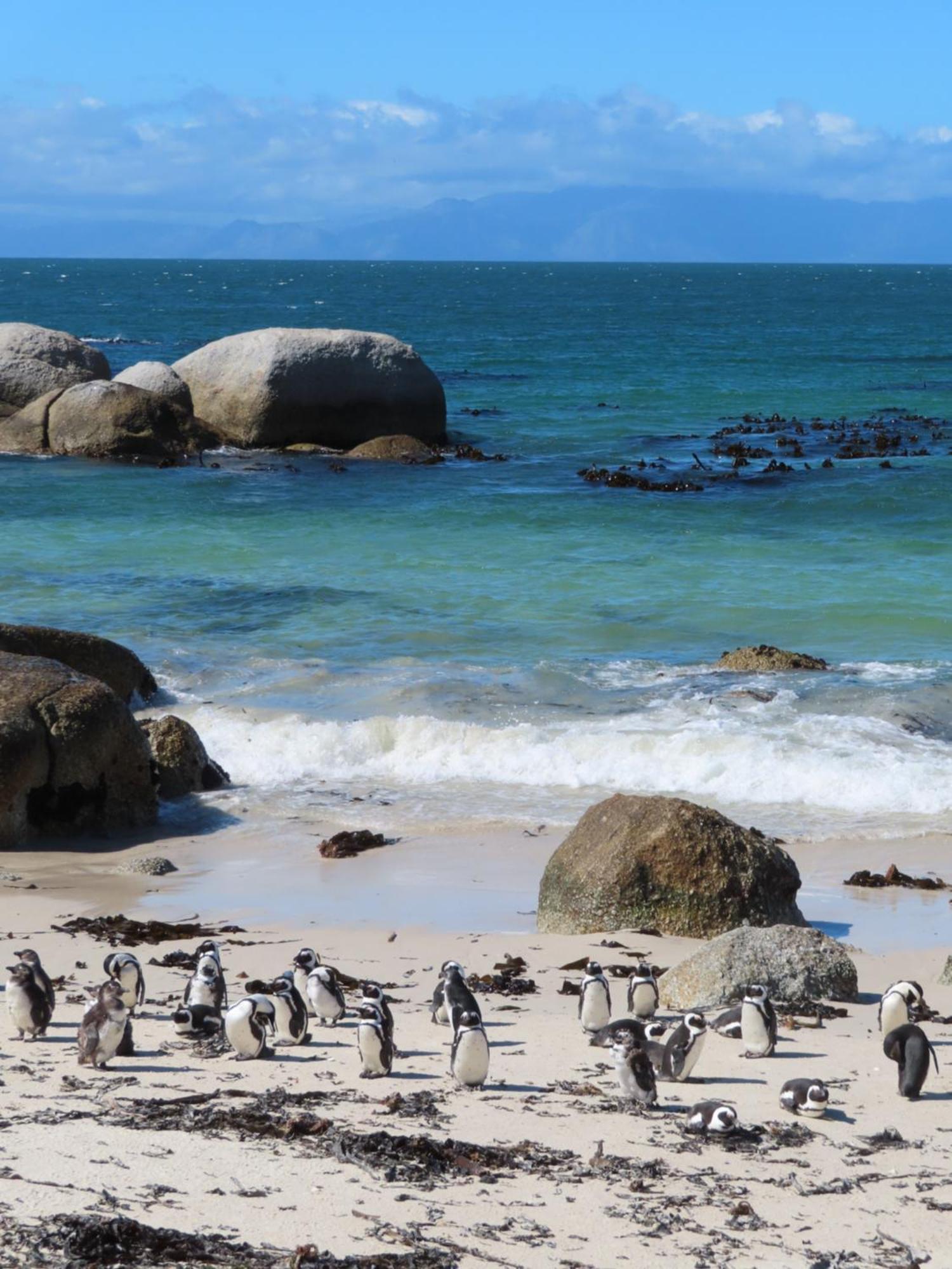 Apartament Bonne Esperance, Simonʼs Town Zewnętrze zdjęcie