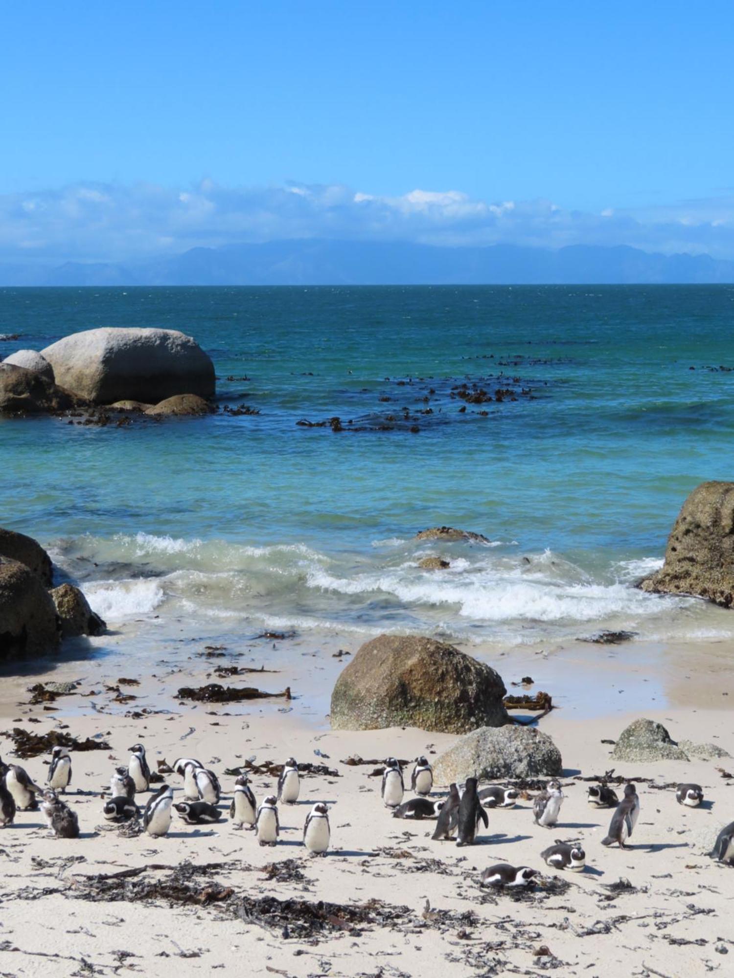 Apartament Bonne Esperance, Simonʼs Town Zewnętrze zdjęcie